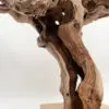 Cep de vigne 20