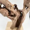 cep de vigne 54