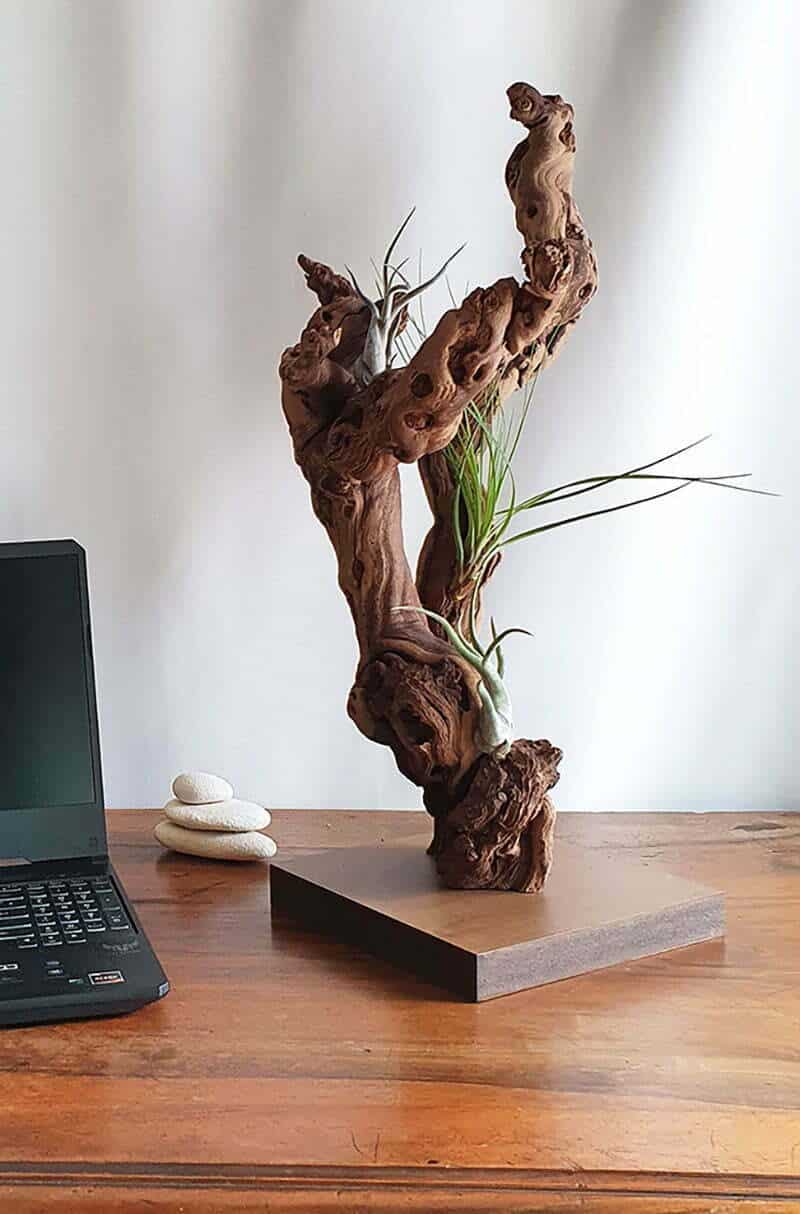 Cep De Vigne Deco Vegetalise Creation Artisanale Avec Plantes