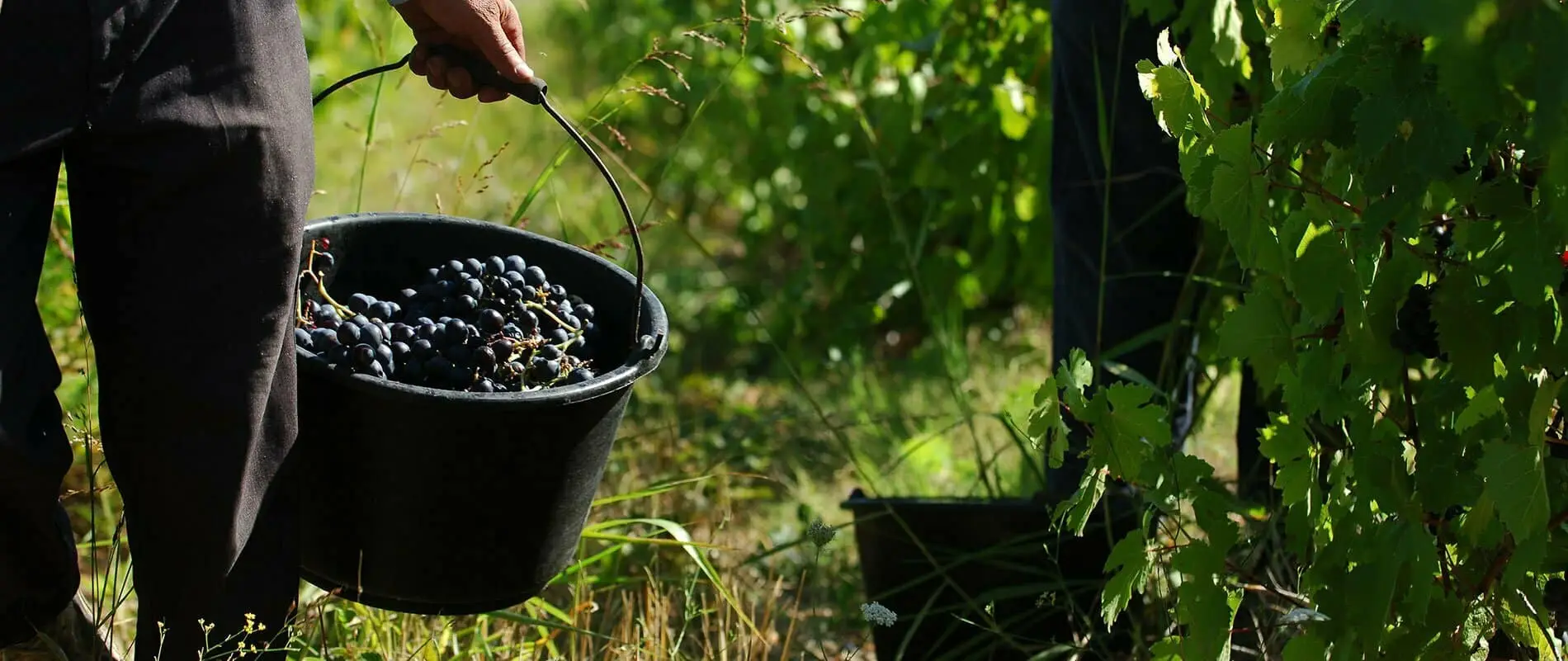 En savoir plus sur la culture de la vigne