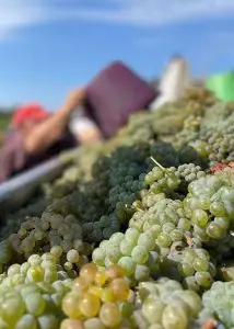 Vendanges 2022 muscadet Aigrefeuille sur Maine 3-1