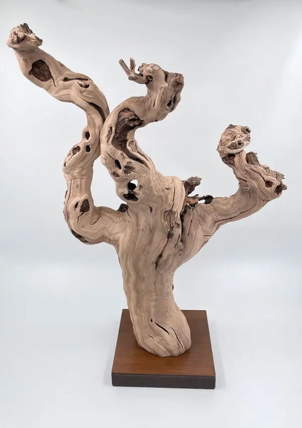 Cep de vigne déco 1