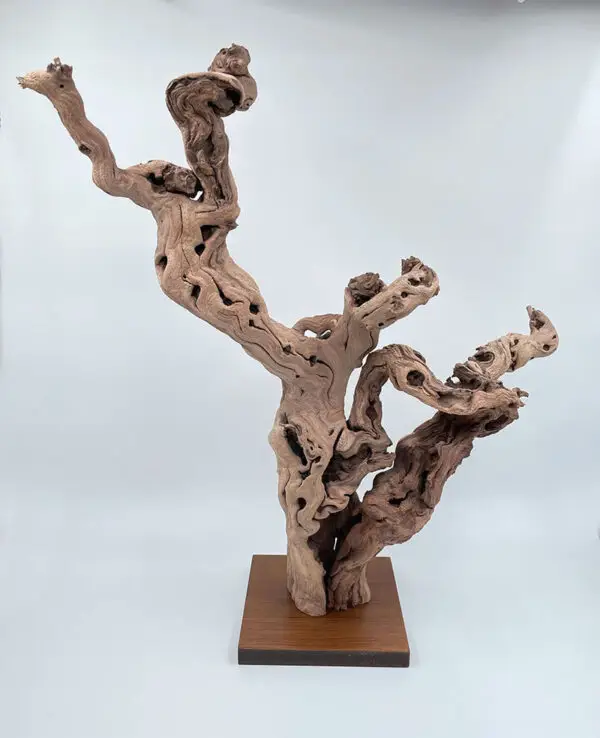 Cep de vigne déco 12