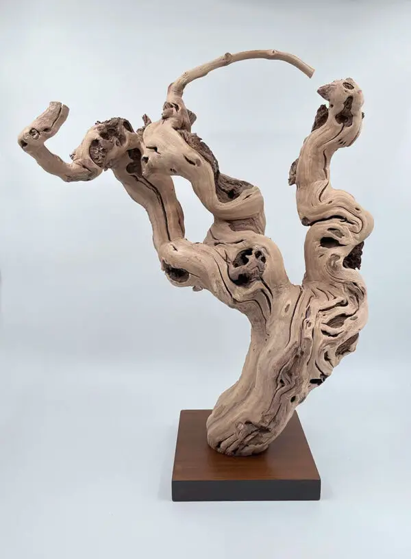 Cep de vigne déco 17