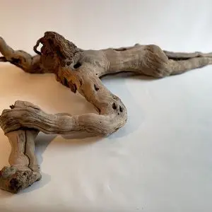 Lying vine stock