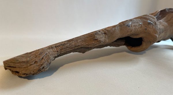 Cep de vigne 53