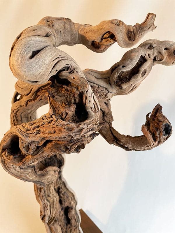Pied de vigne 22