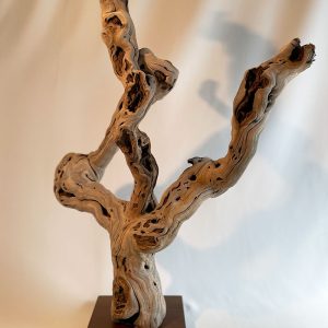 Pied de vigne 23