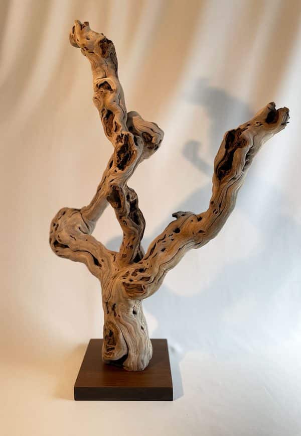 Pied de vigne 23