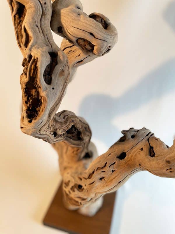 Pied de vigne 24