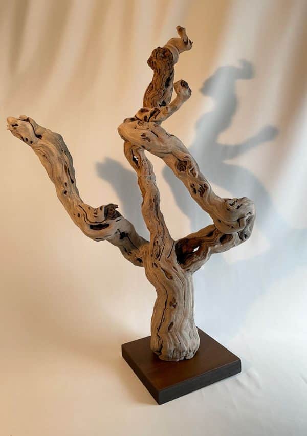 Pied de vigne 26