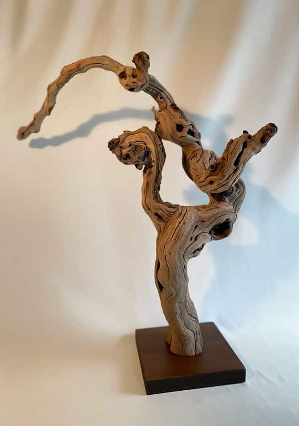 Pied de vigne 27