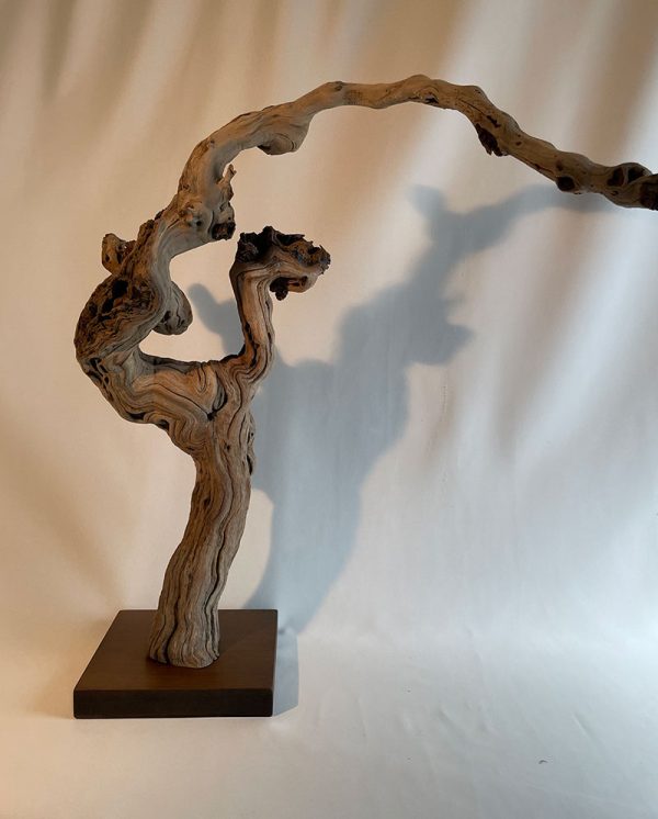 Pied de vigne 29