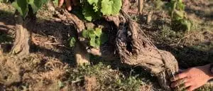 cep de vigne