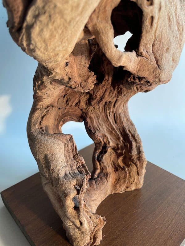Cep de vigne 11