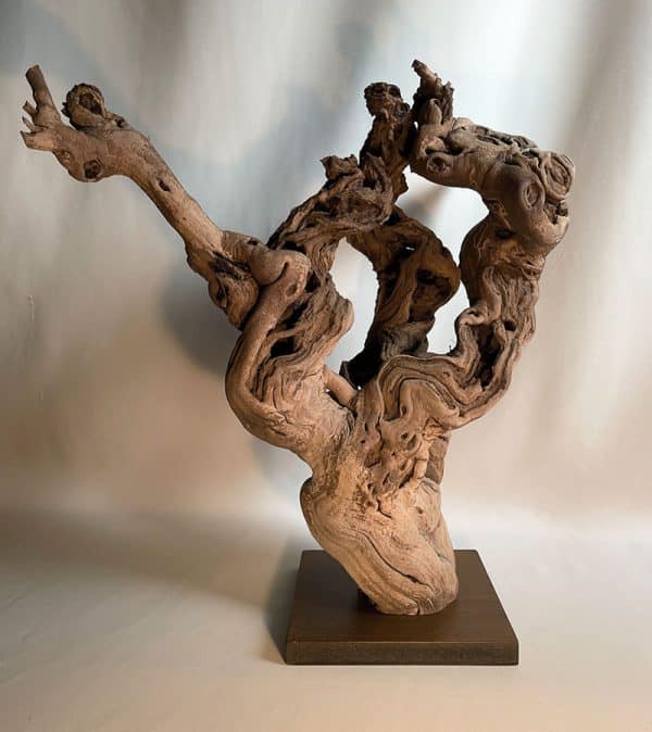 Cep de vigne 16