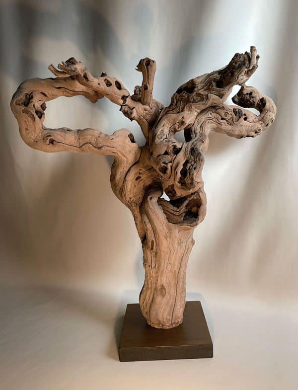 Cep de vigne 24