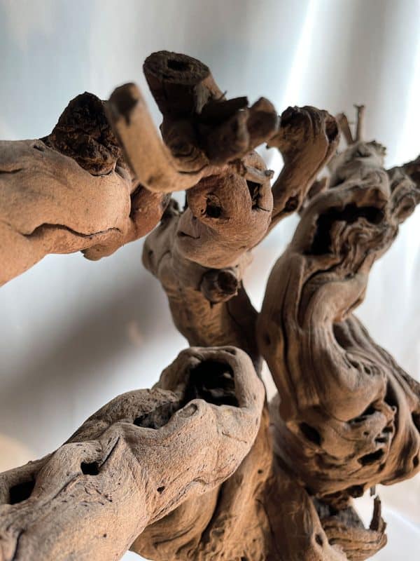 Cep de vigne 26