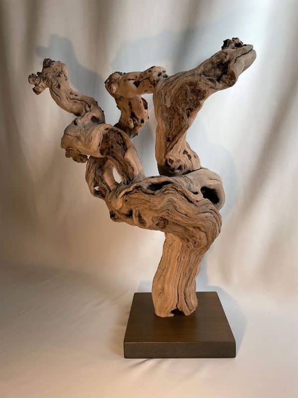 Cep de vigne 50