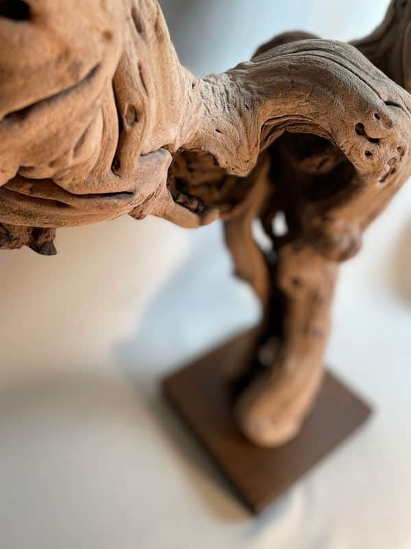 Cep de vigne 6