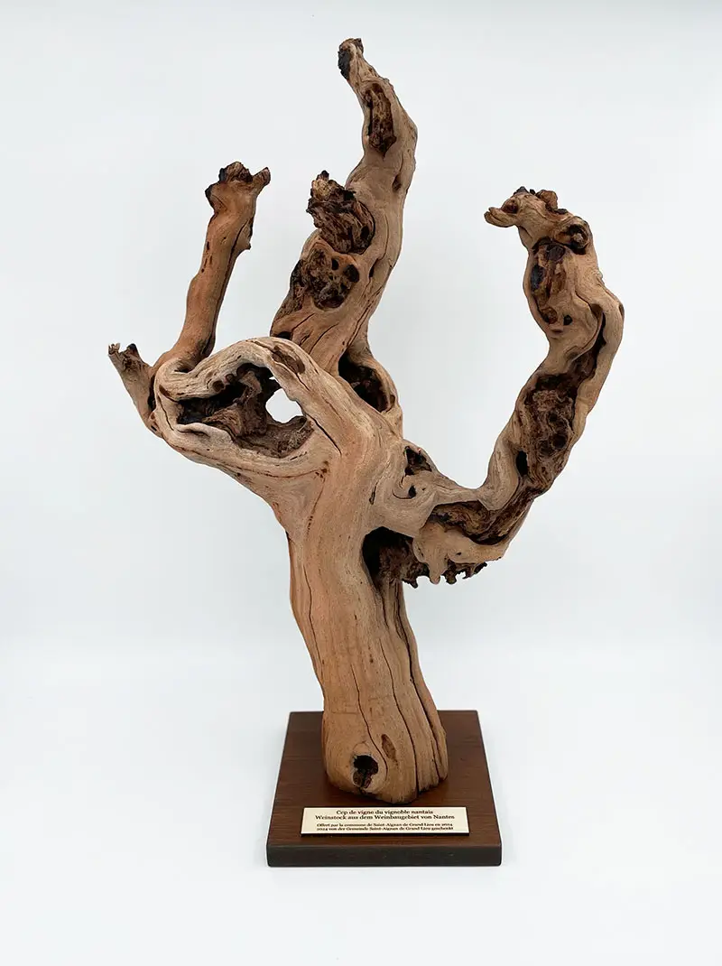 cep de vigne mairie