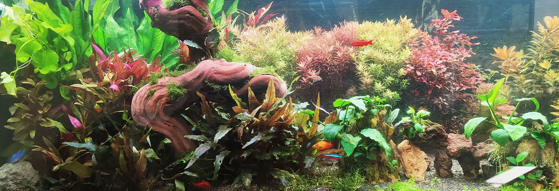 bois aquarium en cep de vigne