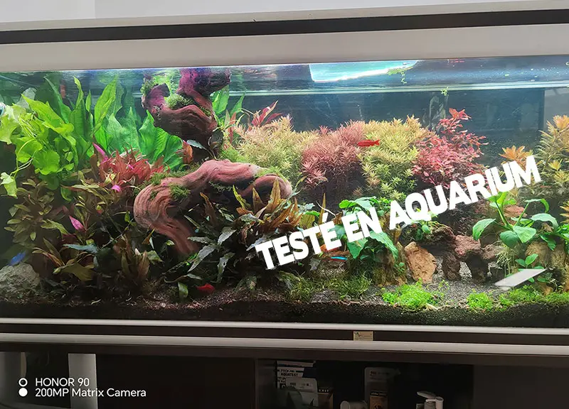 Bois aquarium en cep de vigne testé