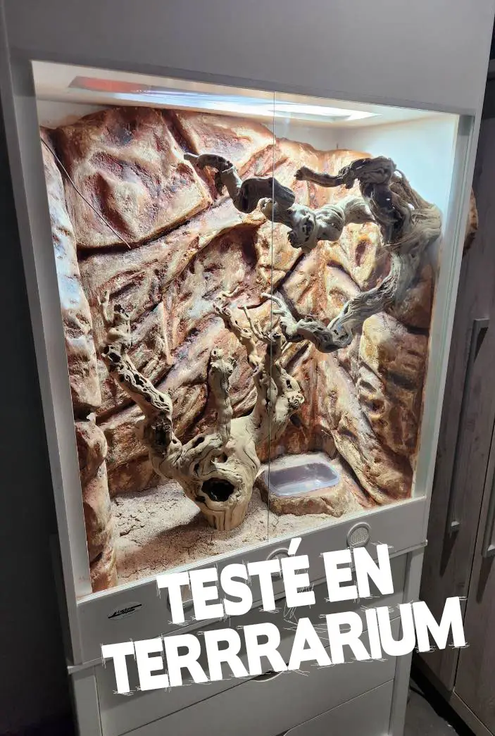 Branche terrarium en cep de vigne testée