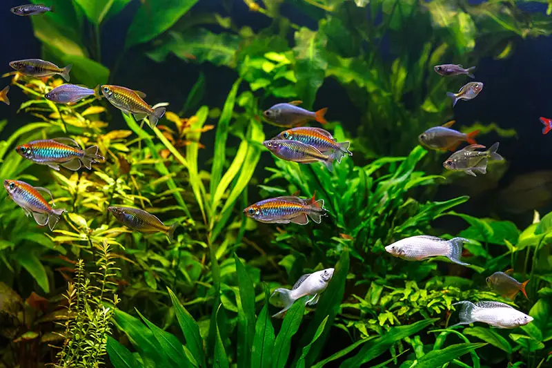 Le Gourami aime le bois aquarium