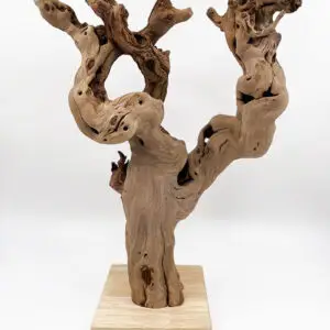 cep de vigne 1