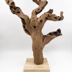 cep de vigne 11