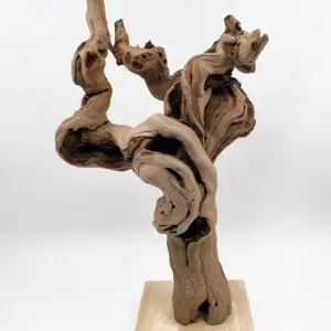 cep de vigne 36