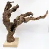cep de vigne 4
