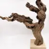 cep de vigne 5