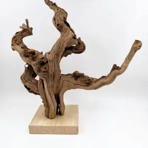 cep de vigne 7