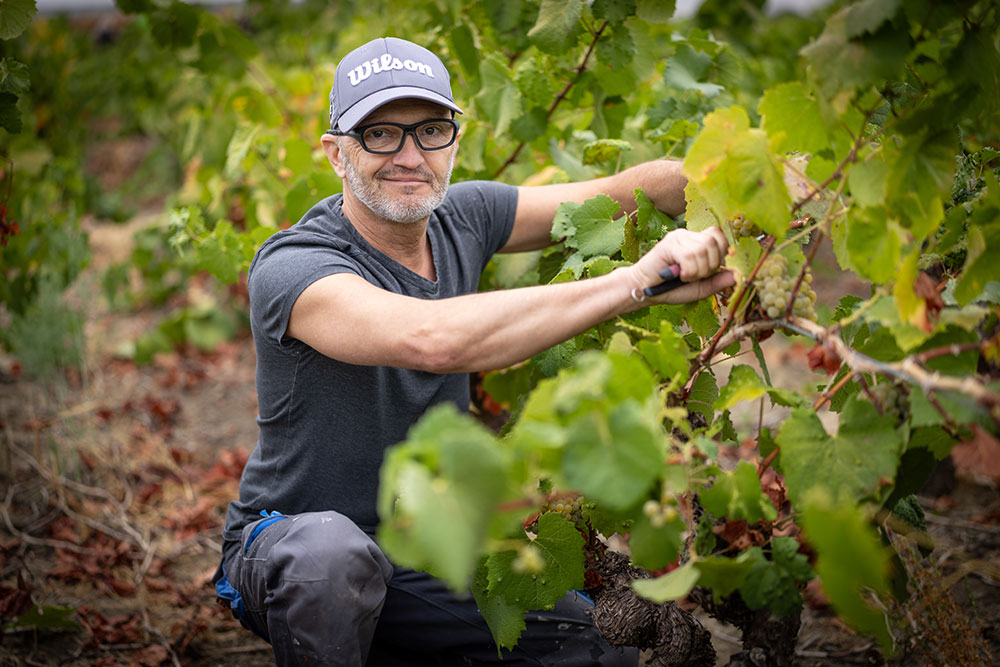 Les vendanges à Aigrefeuille sur Maine 2026